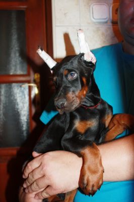 Hunnoterra Dobermann Kennel
