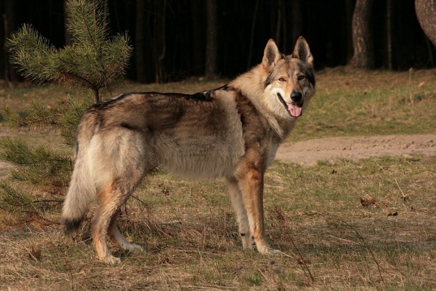 Tschechoslowakische Wolfshund