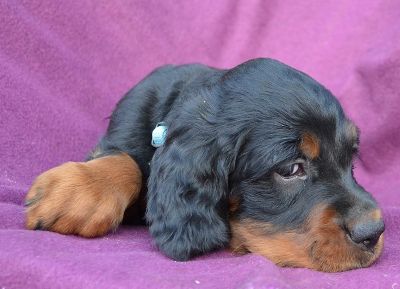 Gordon Setter Welpen