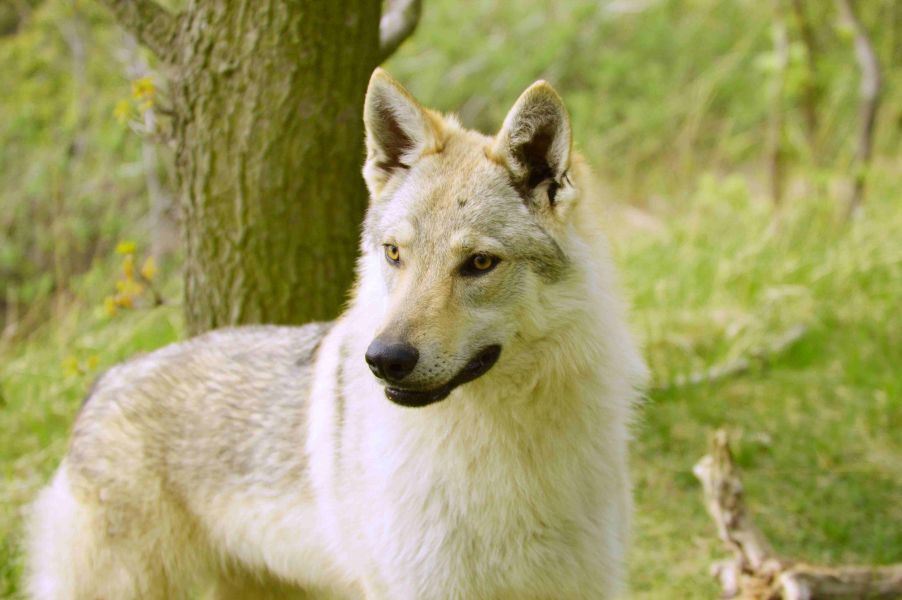 Tschechoslowakische Wolfshund