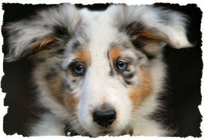 Mobile Tierfotografie