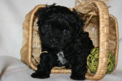 ********Bolonka Zwetna Welpensuchen neues Zuhause********* 
