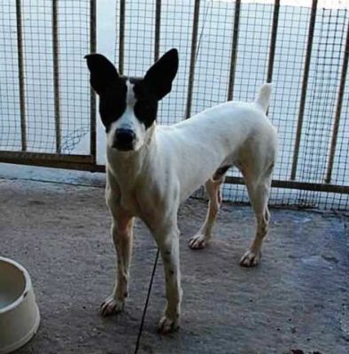 Sparrow – Hier kommt fröhlicher, bildschöner Sonnenschein ins Haus!