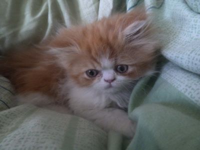 Nur noch ein Perserkater ist da!!!