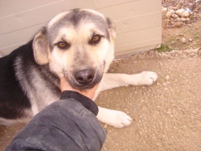 Rista – Vergessenes, loyales Juwel bittet sanft um Couchplatz!