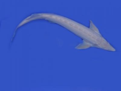 Koi-Teichfische-Biotopfische // Fa.Fördefisch