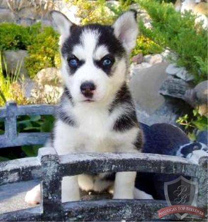 Reinrassiger Siberian Husky Welpe abzugeben