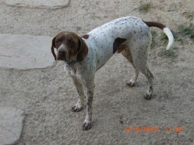 Sheriff – Noblesse und Anhänglichkeit in traumhafter „Jacke“!