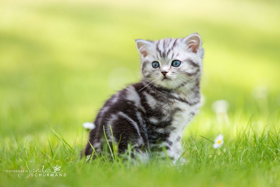 Tapsige Welteroberer suchen...