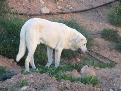 Basil – Weißer, wunderschöner, nobler Riese auf Herzeroberungskurs!