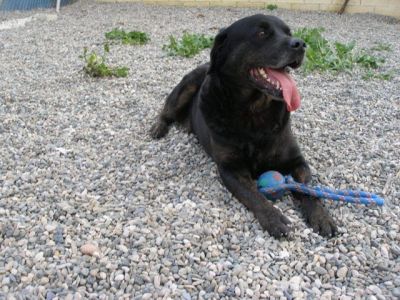 Hermes – Lebensbejahender, ausgeglichener Anti-Stress-Hund bittet um seine finale Couch!