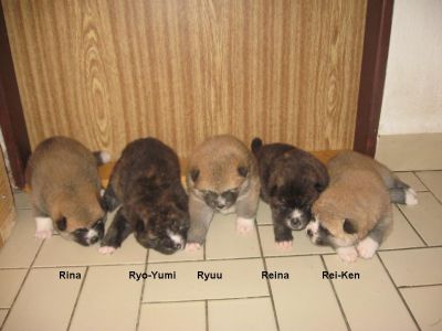 Akita-inu Welpen aus Almaju.cz