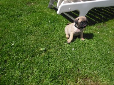 Mops welpen zu verkaufen 100 euro