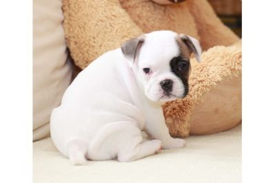 Traumhaft schöne, typvolle Französische Bulldog-Welpen