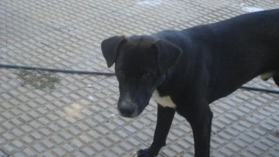 .Tatiana – Ganz liebe, kleine Hundemama hofft endlich auf ihr Coucheckchen!