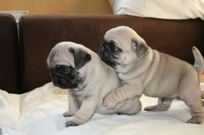 Mops Welpen Verfügbar für neue Häuser.