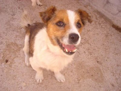 Vito – Ganz dringlicher, besonderer Kandidat für eine liebevolle Couch!