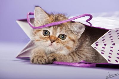 BKH und Highlander Babys in Red, Tabby und Colourpoint...   