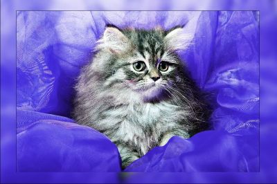 Wir suchen noch ein neues Zuhause!!!