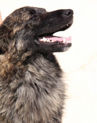 Oso – Ganz sanfter, außergewöhlich gezeichneter Menschenfreund sucht Liebe!