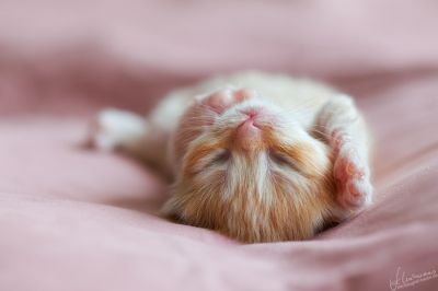 Briten Kinder stellen sich vor... 