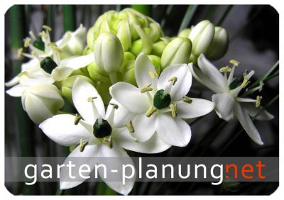 Gartenplanung Gartenberatung Gartengestaltung Gartenkunst Garten Berlin 