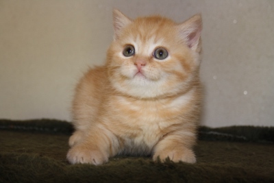  Wir haben nur noch 3 Wunderschöne BKH-Katzen mit Stammbaum