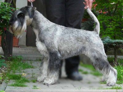 Schnauzer Pfeffersalz WELPEN / Mittelschnauzer