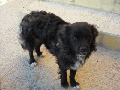 Tabata – Dankbares, samtiges Hundemädchen bittet um ihr Deckchen !