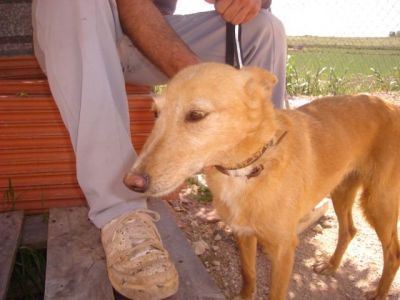 Roxi – Spanische Blondie mit wundervollem Charakter bittet um Familienanschluß!