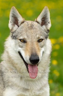 Tschechoslovakische Wolfshundwelpen