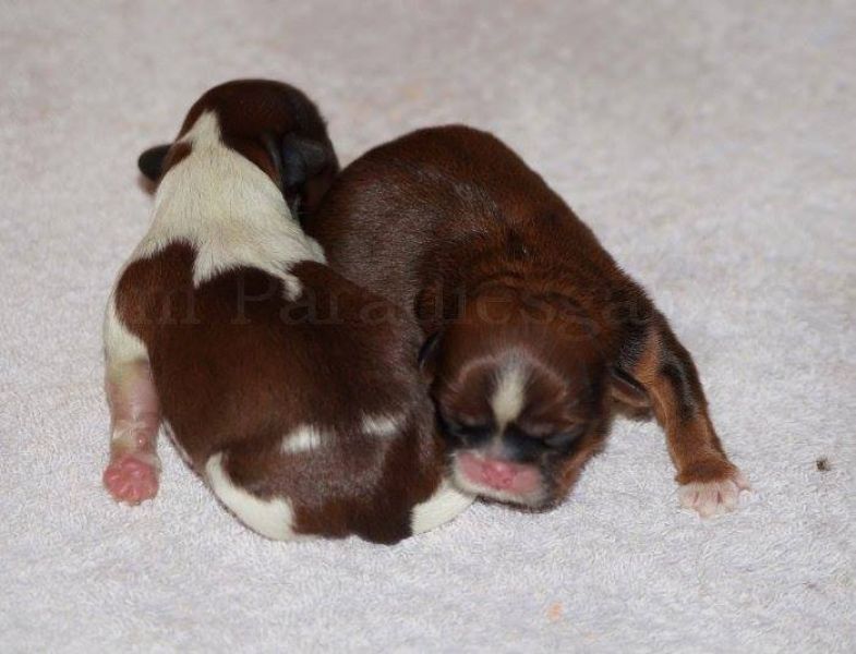 Gesunde Shih Tzu Welpen vom seriösen Züchter