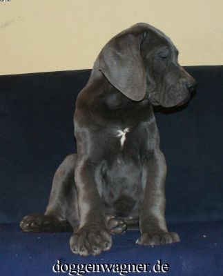 Deutsche Doggenwelpen