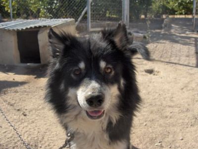 Husk – Echter Fellkumpel mit riesen großem Herz!