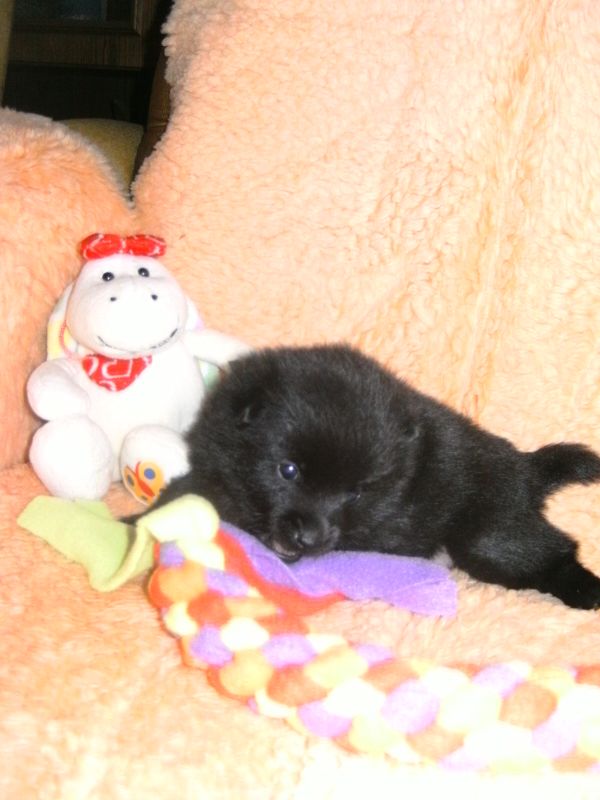 Schipperke welpen zu verkaufen !