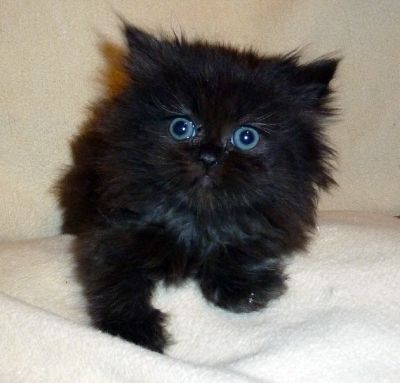 Fünf bildhübsche Perserbabys zu verkaufen!!!