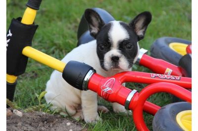 Tolle franz. Bulldoggen-Welpen