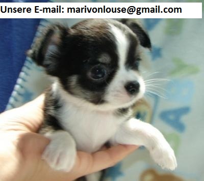 Reinrassig zauberhafte ChiwawaWelpen m/w black & white