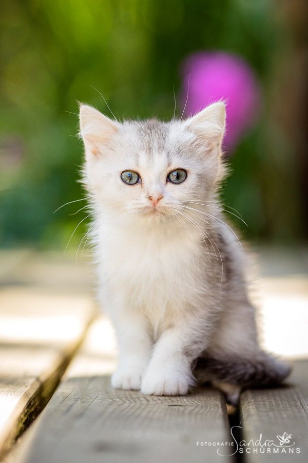 Tapsige Welteroberer suchen...   