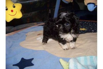 Zuckersüßer Bolonka Zwetna Welpe!! 