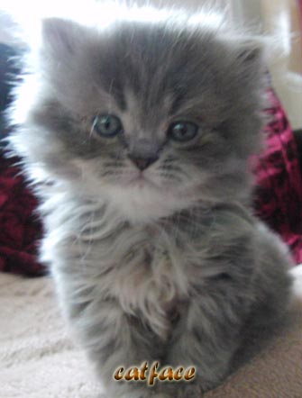 Perser Kitten, Perser Babys, reinrassig m.Stammbaum