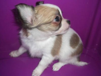 Chihuahua-Welpe (W, LH) mit Impfung, Chip & Gesundheitszeugnis 4