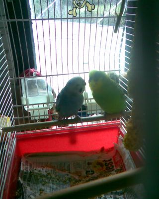 Wellensittich-Päärchen