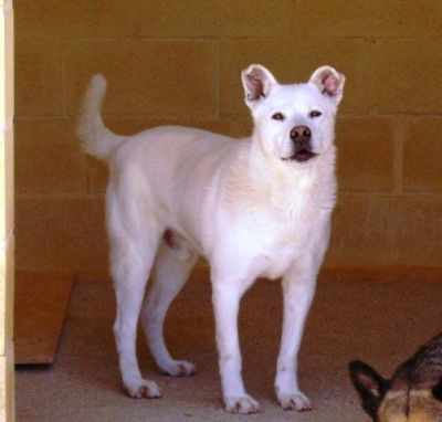 Snowy – Liebevoller Schneekönig bittet höflich um seine Couch!