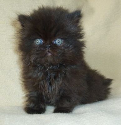 Nur noch eine Perserkätzin ist da!!!