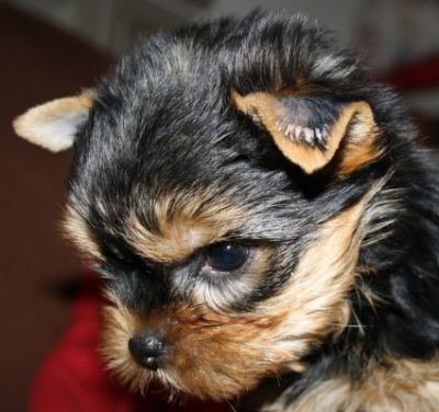 Yorkshire Terrier Welpen,VDH/FCI
