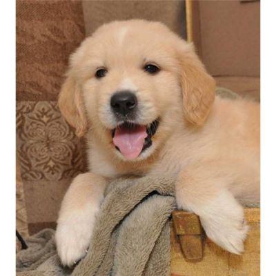 Golden Retriever Welpen 9 Wochen geimpft, gechipt und mehrfach entwurmt 