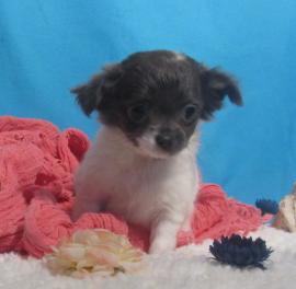 Mini chihuahua welpen aus gepflegter Hausaufzucht mit Papiere