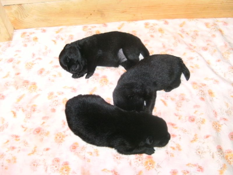 Schipperke welpen zu verkaufen !
