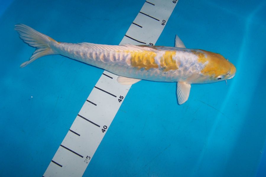 Koi Angebote, Teichmuscheln, Edelkrebse vom Koi-Center Schafflund